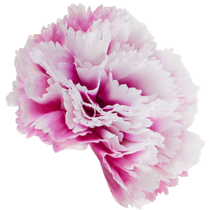 [w34006] Goździk główka 11cm różowo- biała