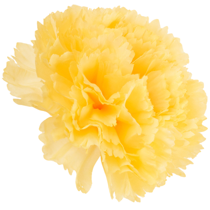 [w34008] Goździk główka 11cm żółta