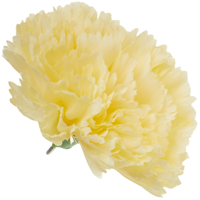 [w34009] Goździk główka 11cm waniliowa