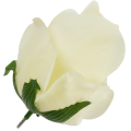 [w10930] Róża główka 9cm ecru
