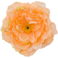 [w15013] Główka kwiatowa peonia duża 15cm morelowa