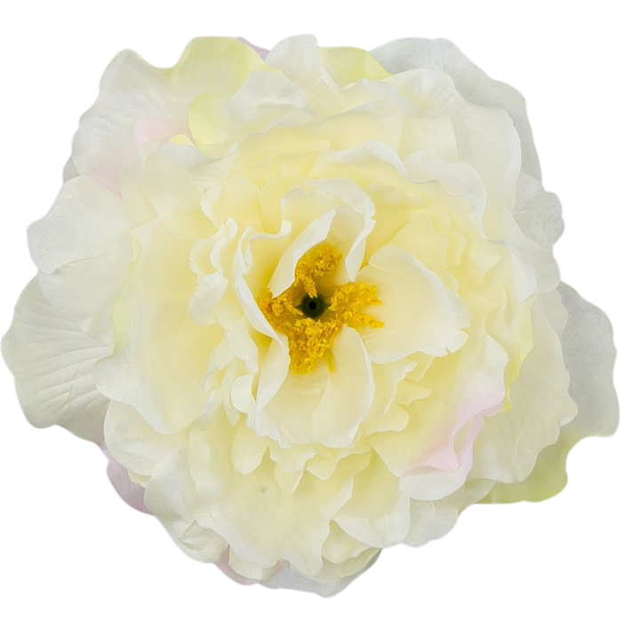 [w15022] Główka kwiatowa peonia duża 15cm kremowa cieniowana