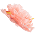 [w15040] Główka kwiatowa peonia duża 15cm brzoskwiniowa cieniowana