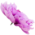 [w15050] Główka kwiatowa peonia duża 15cm lawendowa