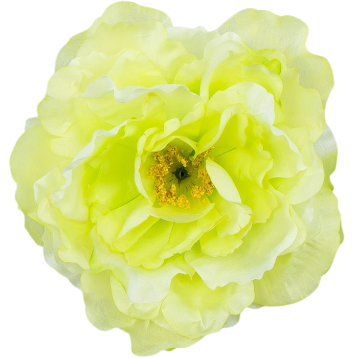 [w15064] Główka kwiatowa peonia duża 15cm limonkowa