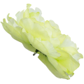 [w15064] Główka kwiatowa peonia duża 15cm limonkowa