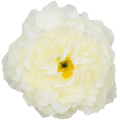 [w15071] Główka kwiatowa peonia duża 15cm kremowa