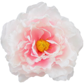 [w15076] Główka kwiatowa peonia duża 15cm pudroworóżowa
