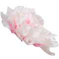 [w15076] Główka kwiatowa peonia duża 15cm pudroworóżowa