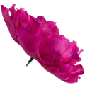 [w15077] Główka kwiatowa peonia duża 15cm fuksja