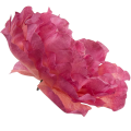 [w15078] Główka kwiatowa peonia duża 15cm malinowa