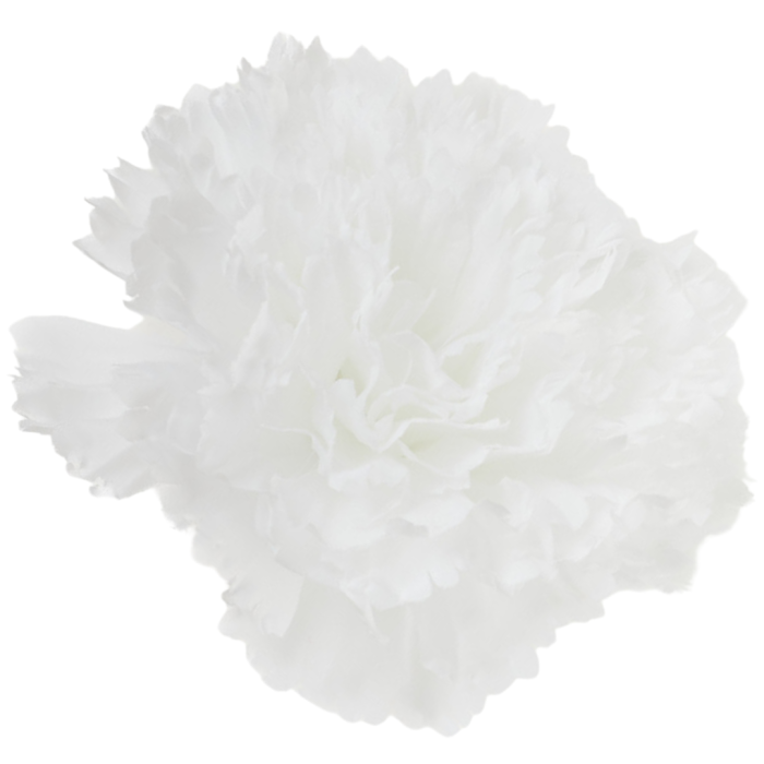 [w35001] Goździk główka 9cm biała