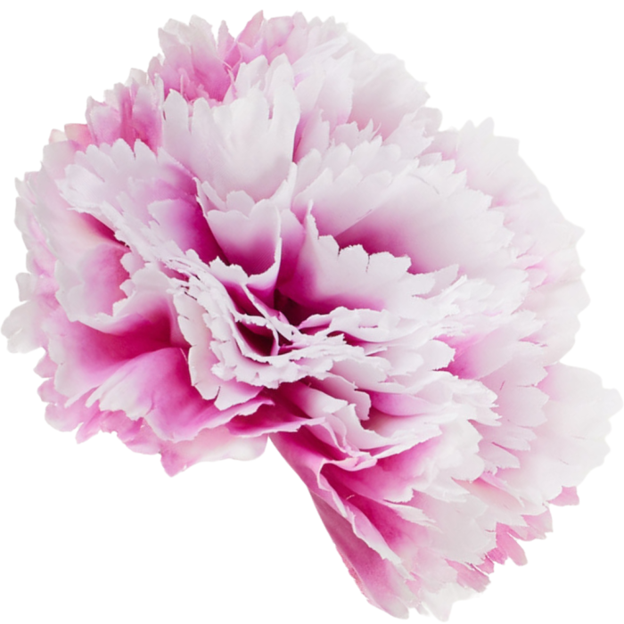 [w35006] Goździk główka 9cm różowo- biała