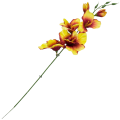 [w17307] Mieczyk satynowy gałązka 54cm żółto- brązowy