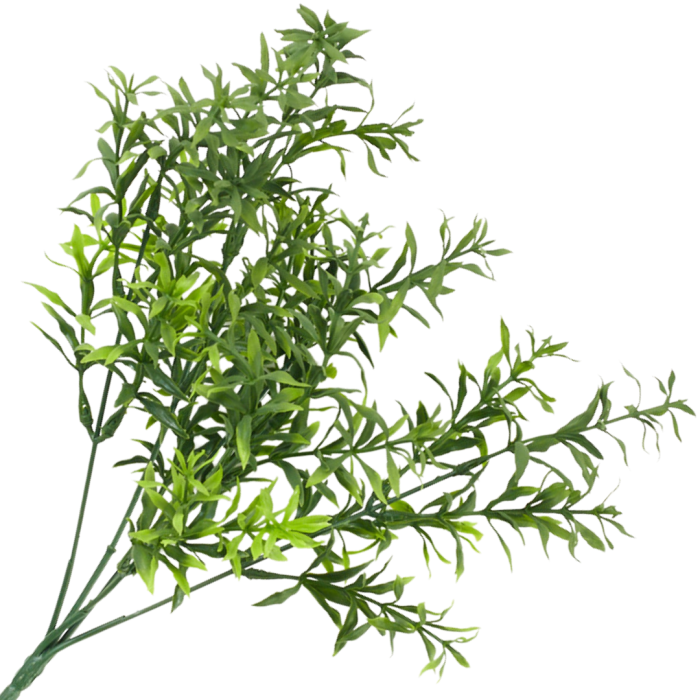 [68u5401] Asparagus bukiet szerokie listki zielony cieniowany 35cm