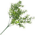 [68u5401] Asparagus bukiet szerokie listki zielony cieniowany 35cm