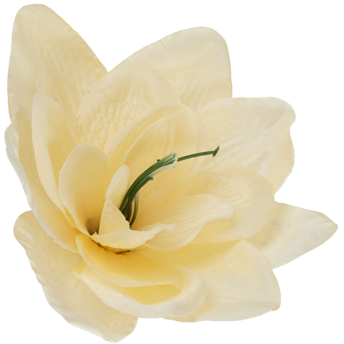 [w96041] Główka kwiatowa clivia 15-16cm waniliowa