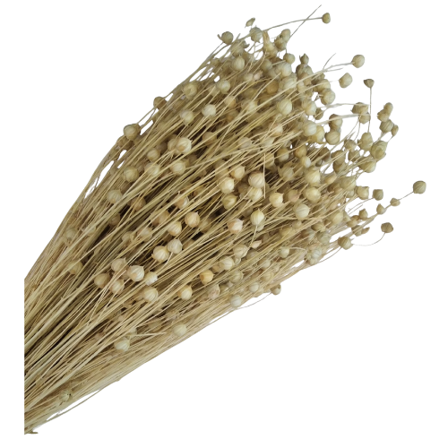 [59082] Suszony len ozdobny naturalny wybielony wiązka około 70szt