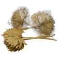 [59090] Suszony liść palmy naturalny