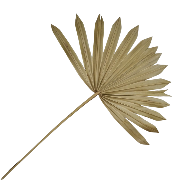 [59090] Suszony liść palmy naturalny