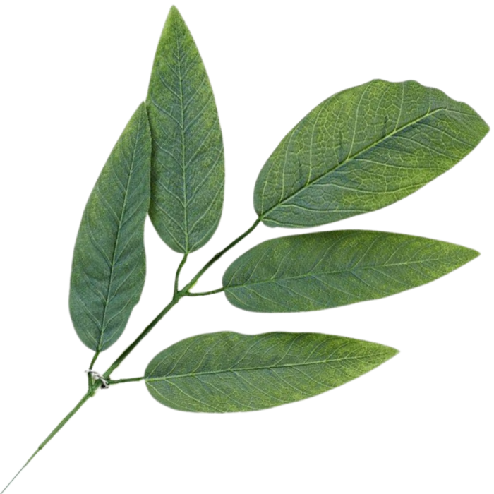 [68s38601] Gałązka liście omszałe ciemnozielone 58cm