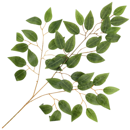 [68s74902]  Duża gałązka liście fikusa ciemnozielone 62cm