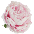 [w03014] Główka kwiatowa peonia duża 12cm kremowo-różowa