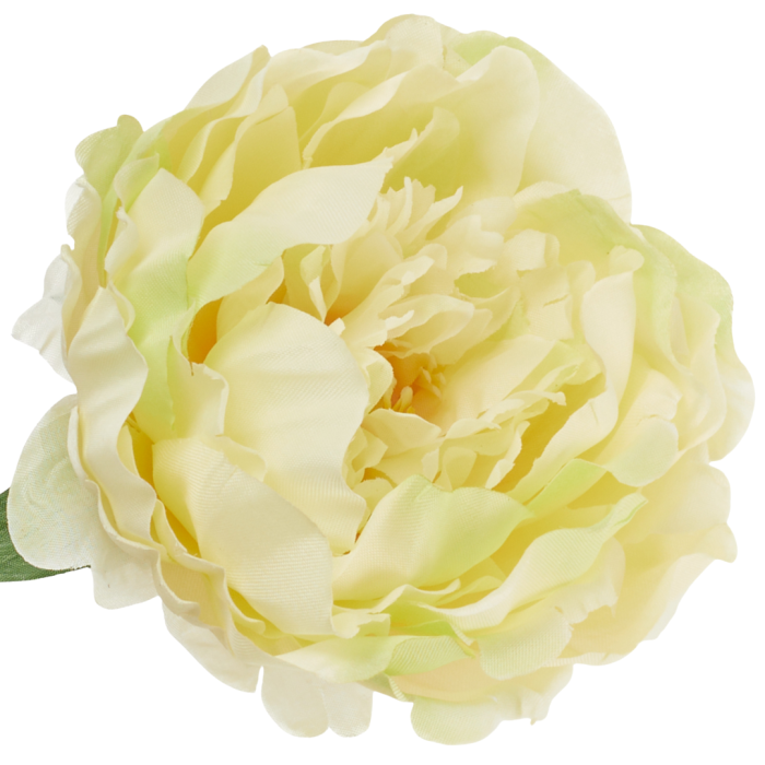 [w03028] Główka kwiatowa peonia duża 12cm kremowa cieniowana na zielono