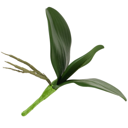 [68a5301] Potrójny liść storczyka 23cm