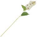 [68al1104] Gałązka kwiatowa hortensja śmietankowa 62cm