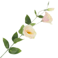 [68g2903] Gałązka kwiatowa eustoma kremowo- jasnoróżowa 82cm