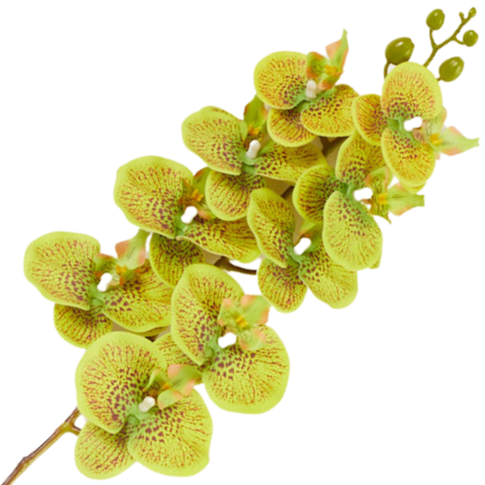 [68tp0119] Gałązka storczyka 9 kwiatów limonkowo- brązowa 95cm