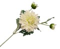 [68tg0601] Gałązka kwiatowa dalia kremowa 62cm