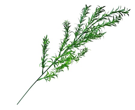 [68fb6801] Gałązka asparagus zielony duży 62cm