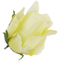 [w04056] Róża główka 9cm kremowo-limonkowa