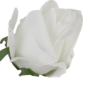 [w0433] Róża główka 9cm biała