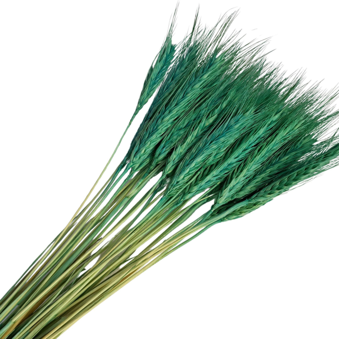 [590101] Suszone zboże jęczmień turkusowy wiązka około 25szt