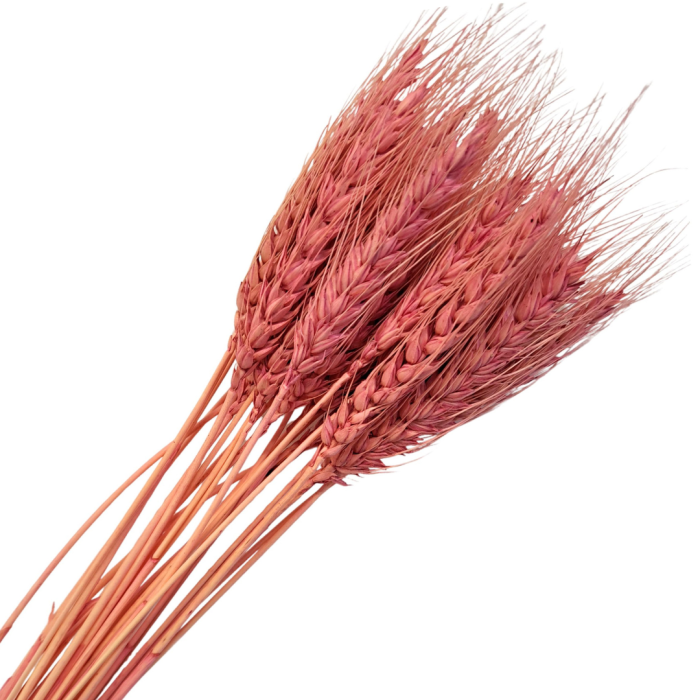 [590108] Suszone zboże pszenica z włosiem pudroworóżowa wiązka około 25szt