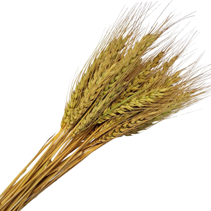 [590110] Suszone zboże pszenica z włosiem gruszkowa wiązka około 25szt