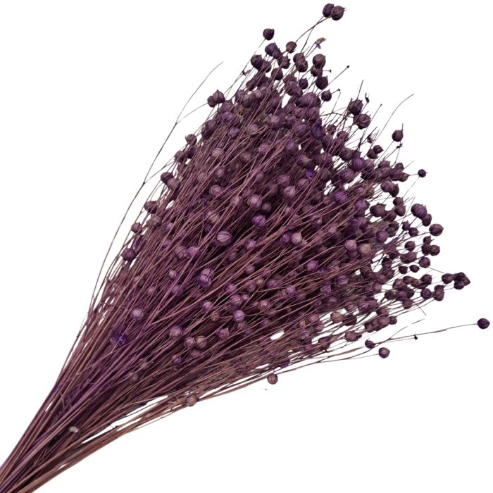 [590113] Suszony len ozdobny fioletowy wiązka około 70szt