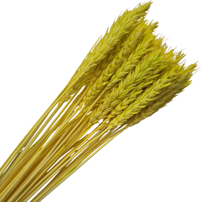 [590116] Suszone zboże pszenica cytrynowa wiązka około 35szt