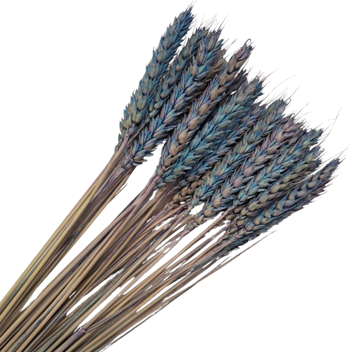 [590121] Suszone zboże pszenica niebieskofioletowa wiązka około 35szt