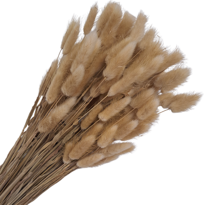 [590131] Suszona trawa dmuszek naturalny wiązka około 100szt