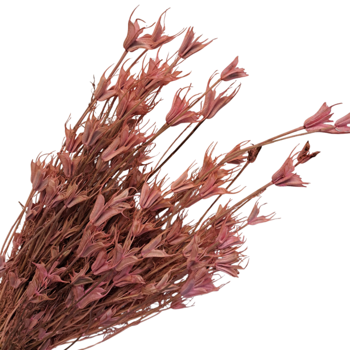 [590134] Suszona czarnuszka różowa wiązka około 40szt