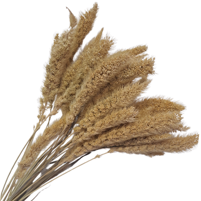 [590150] Suszona seteria włochata naturalna wiązka około 30szt