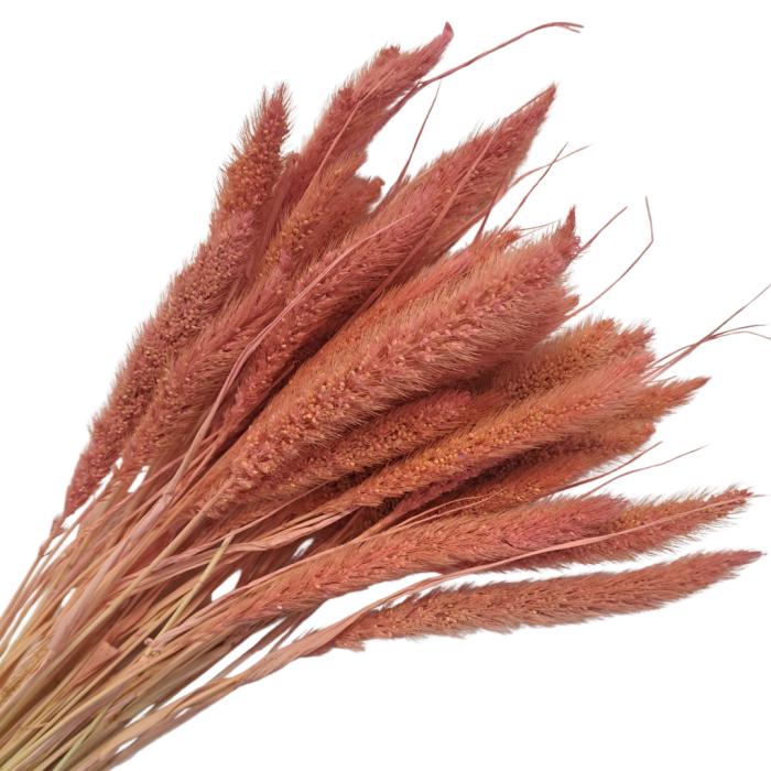 [590151] Suszona seteria włochata jasnoróżowa wiązka około 30szt