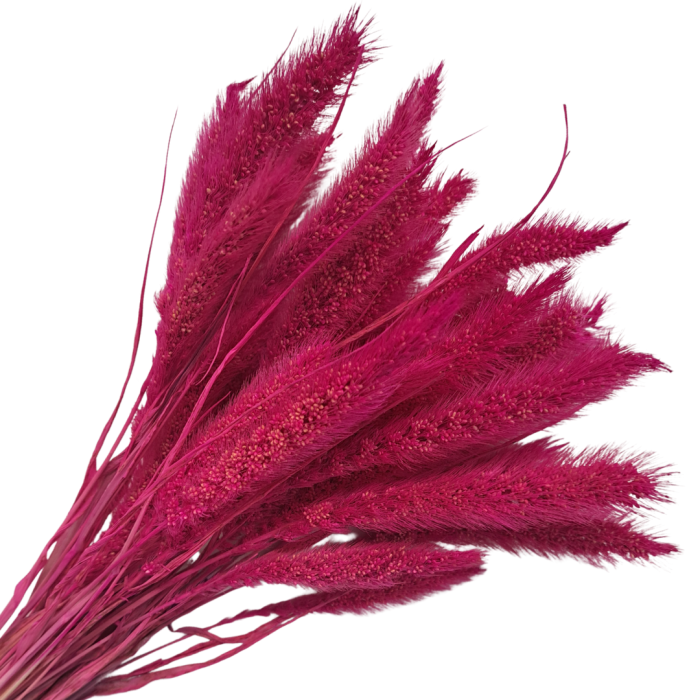 [590152] Suszona seteria włochata amarantowa wiązka około 30szt
