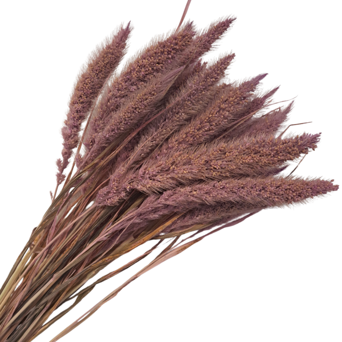 [590153] Suszona seteria włochata przydymiona różowa wiązka około 30szt