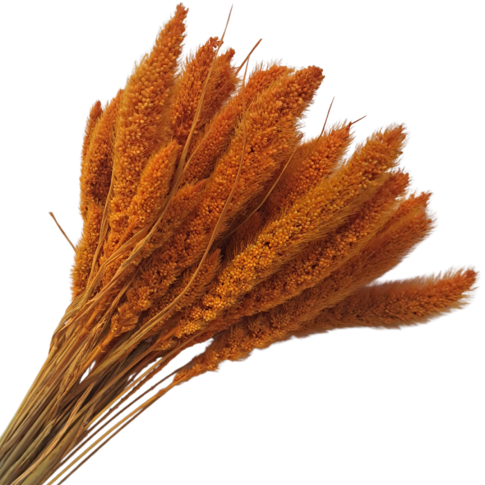 [590155] Suszona seteria włochata pomarańczowa wiązka około 30szt