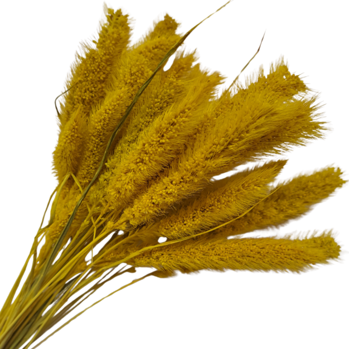 [590156] Suszona seteria włochata żółta wiązka około 30szt